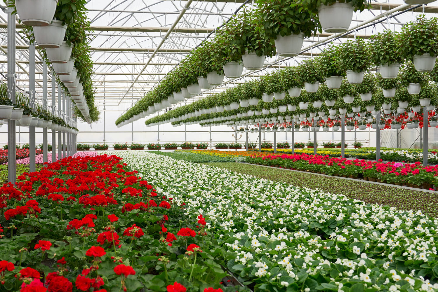 A farm worker inspecting plants